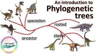 An Introduction to Phylogenetic Trees [upl. by Harehs]