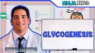 Metabolism  Glycogenesis [upl. by Nessej807]