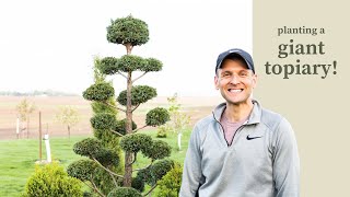 Planting a Giant Topiary [upl. by Peih]