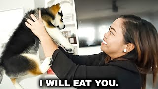 Chinese Lady EATS DOGS amp SACRIFICES CATS💀 [upl. by Trager448]