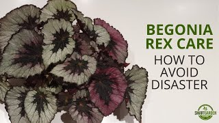 Begonia Rex Care Dont Make These Mistakes [upl. by Nnor]