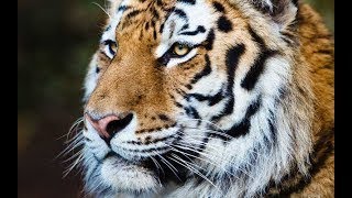 WILDEL TIGRE DE SIBERIA DOCUMENTAL [upl. by Trainer676]