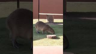 Capibara en Hacienda panoaya [upl. by Erinn582]