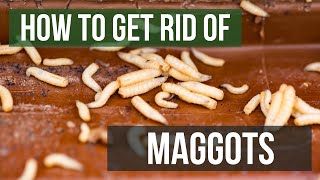 How to Get Rid of Maggots 4 Easy Steps [upl. by Nadler]