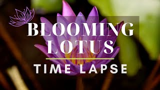 Serenity of a Lotus  Lotus Flowers Blooming Time Lapse [upl. by Pyle700]